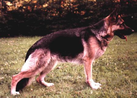 Laika Vom Haus Hoengen