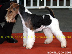 Caruso Des Fox D'Elodie