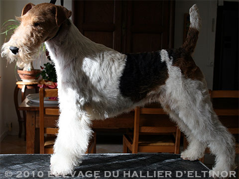 Brume Du Hallier D'Eltinor