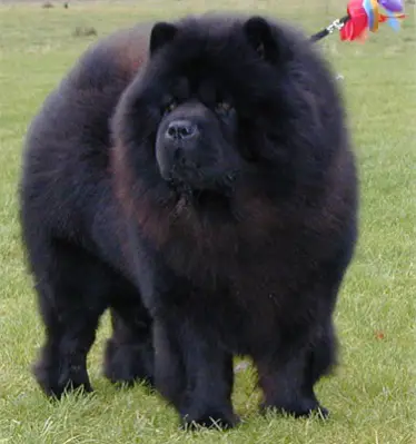 Shi-Yang's Hei Manzu