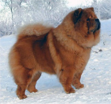 Shi-Zi Of The China's Joy
