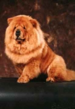 Ayran Hong's Amy Red Tiger