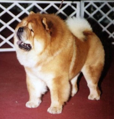 Wilson Of The China's Joy