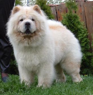 Shagio-chen White Olgi