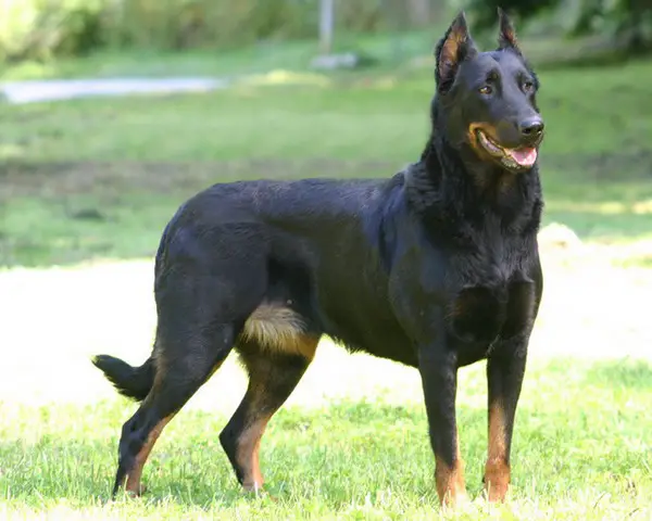 Assie Av-Bel
