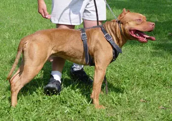 Red apbt sales