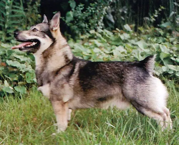 Valshep Hattis Svante
