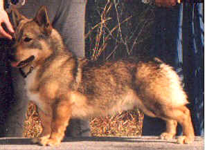 Vastgota Rudolf Valentino ST
