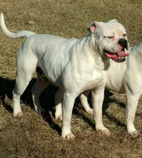 big white bulldog