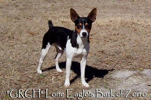 Lone Eagle's Bark Of Zorro