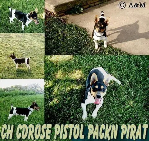 CDRose Pistol Packn Pirat of A&M