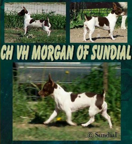VH Morgan of Sundial