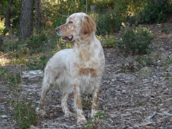 belle de l' aile rousse