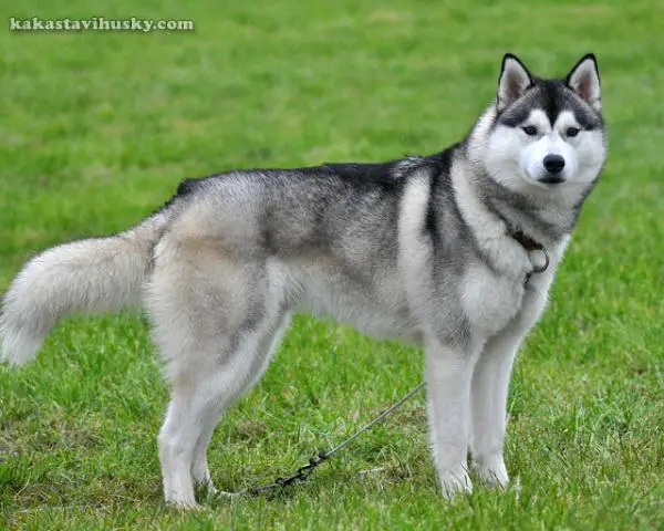 wild husky