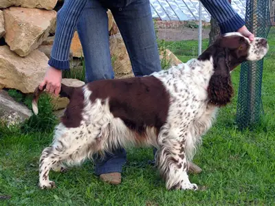 Ciboulette de Syringa