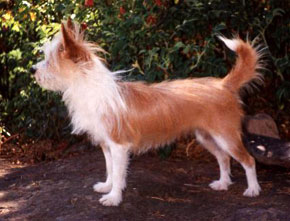 Quika D'albergaria
