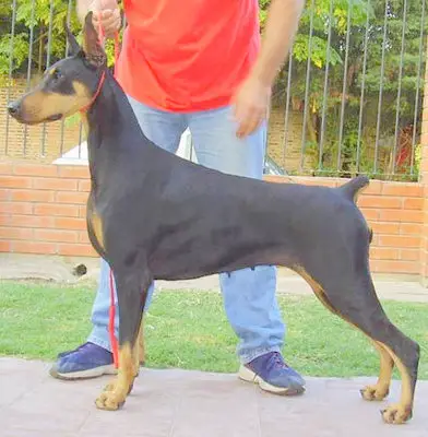 kettle cove dobermans