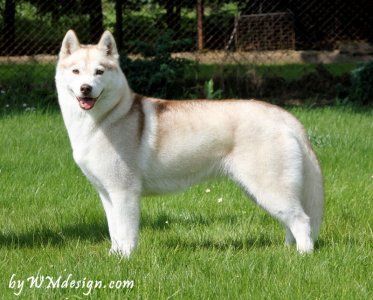 Snowmist's Naturally Blonde