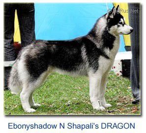Ebonyshadow N Shapali's Dragon