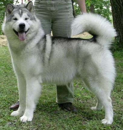 storm kloud malamutes