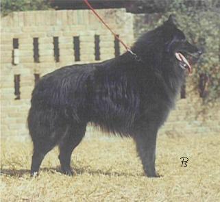 Belherhof Vaio