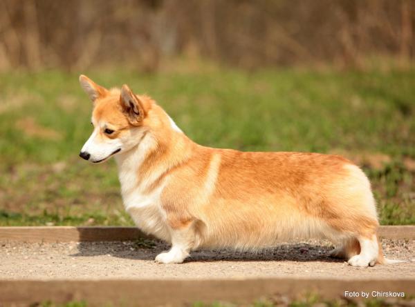 corgi bird