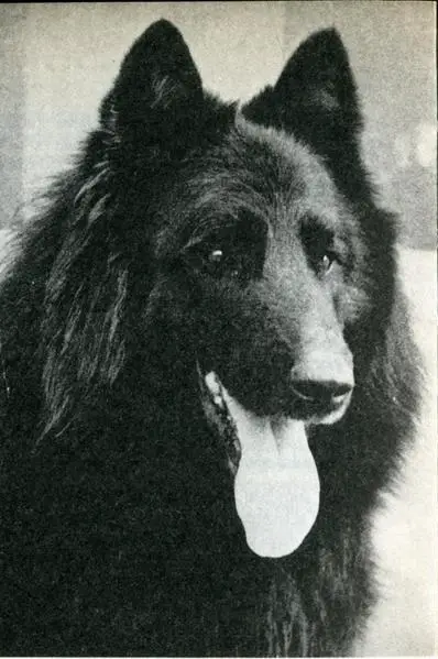 Paf De La Thudinie