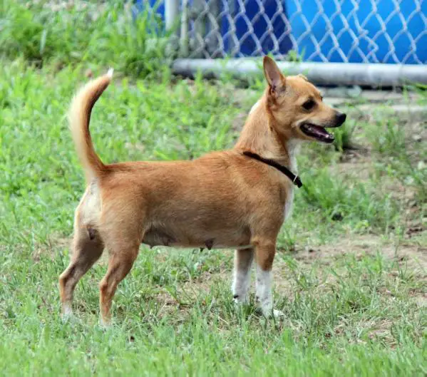 Bonito Foxie de Bramblewood