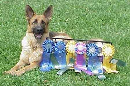 Hollow hills hot sale gsd