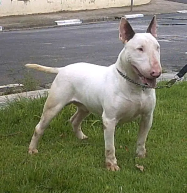 kilacabar bull terriers