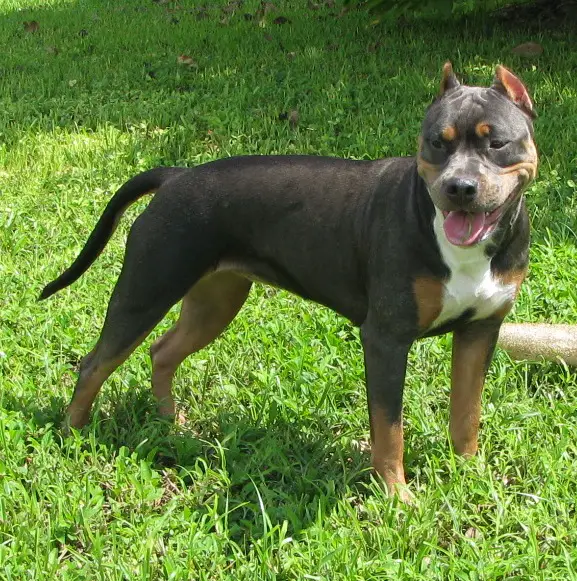 tri color american pitbull terrier