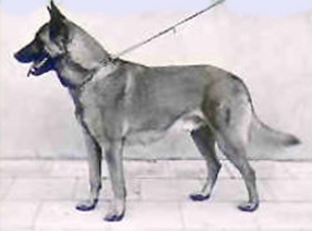 Leopar (Malinois)