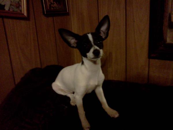 CPK's Itzy Bitzy