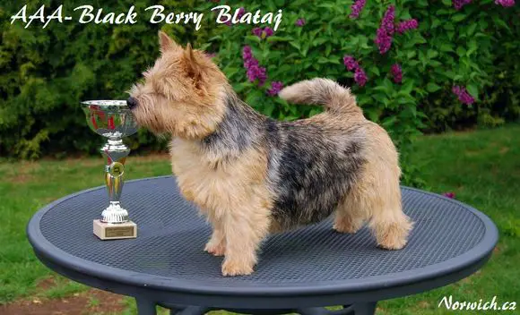 AAA-Black Berry Blataj