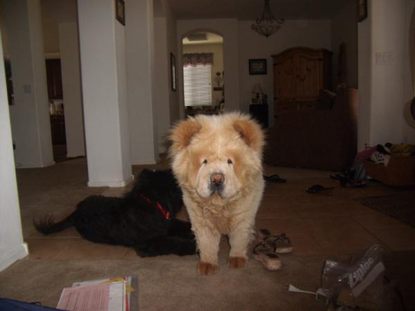 MISTER BO JANGLES