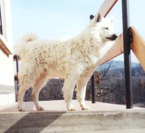 Komisz (1996) MU 1449/B/96