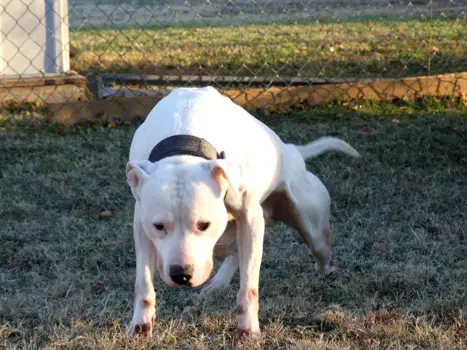 Eppinette kennels on sale dogs for sale