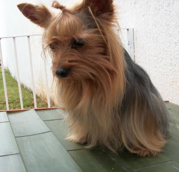 Pancho (Quintana) MEX. FCI.