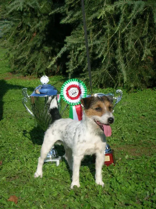 foxwarren jack russell for sale