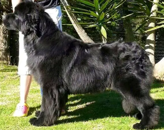Summerford's Cash for Gran Oso Negro