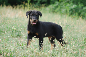 Gambader de l'Ame du Loup
