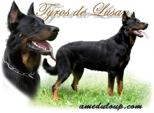 Tyros de Lusan
