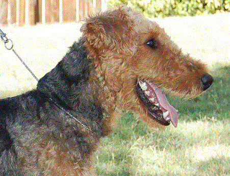 Slumdog Millionairedale
