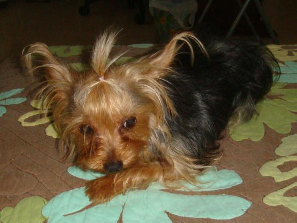 Lady Margarita (Pavia) MEX. FCI.