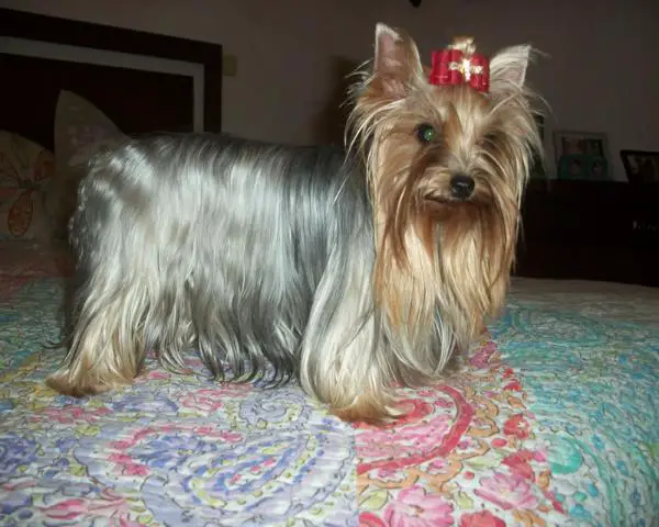 Muñeca (Beltran) MEX. FCI.