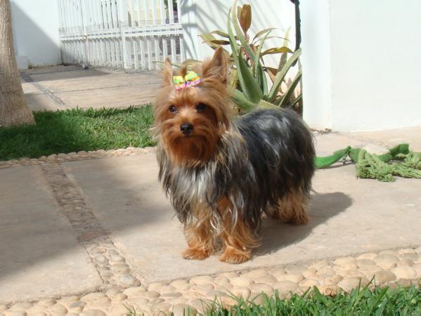 Venus (Quintana) MEX. FCI.