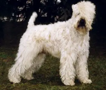 Wheaten Rebel'S Sir Charly