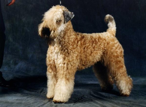 Wheaten Rebel'S Beauty