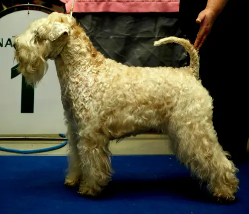 Wheaten Rebel'S Evolution