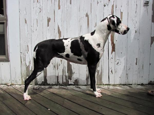 Northwind Great Danes 2025